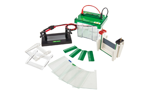 Celda de Electroforesis Vertical Mini-Protean YR03425